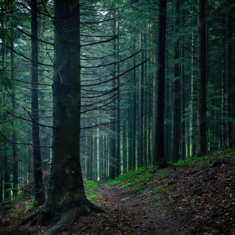 naturalne sauny z prawdziwego drewna